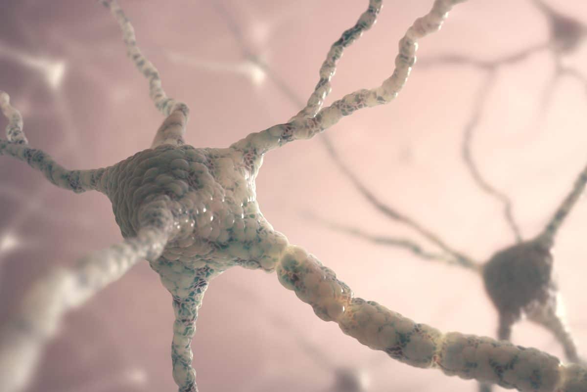 reseaux neuronaux