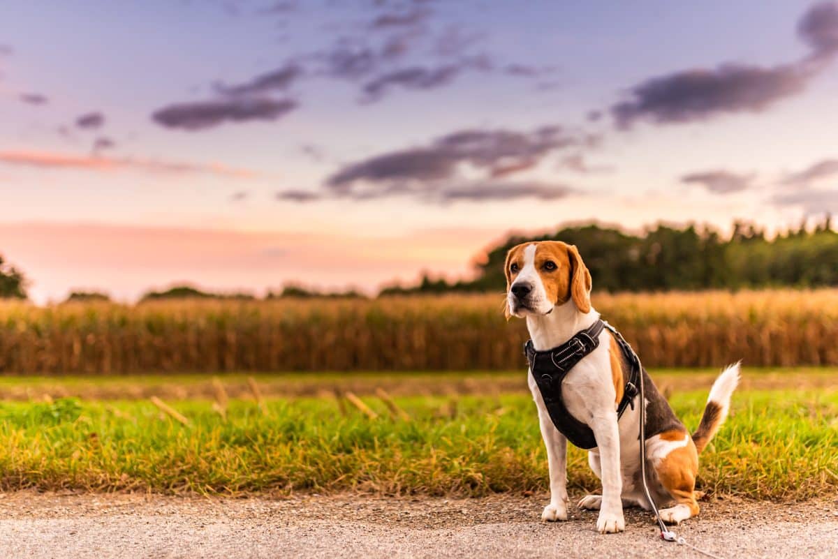 village canin